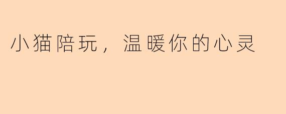 小猫陪玩，温暖你的心灵