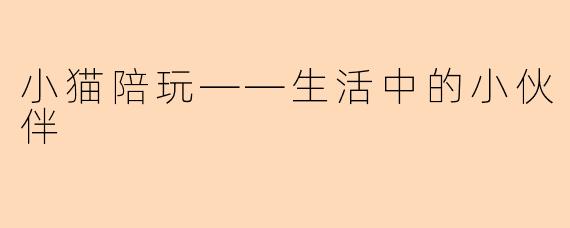 小猫陪玩——生活中的小伙伴