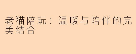 老猫陪玩：温暖与陪伴的完美结合