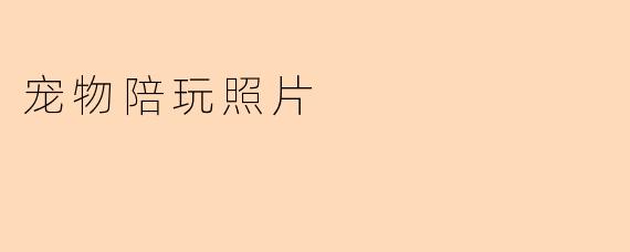 宠物陪玩照片:记录幸福时光的温暖瞬间