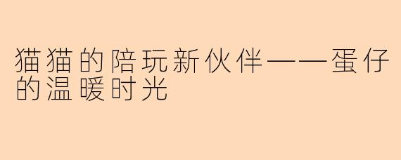 猫猫的陪玩新伙伴——蛋仔的温暖时光