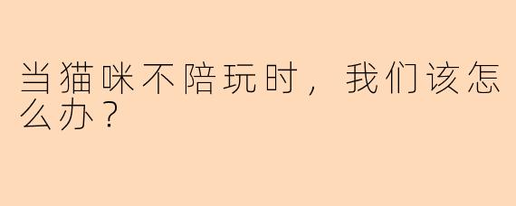 当猫咪不陪玩时，我们该怎么办？