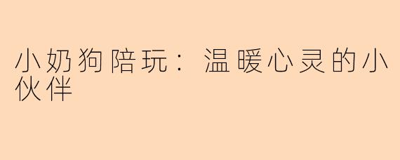 小奶狗陪玩：温暖心灵的小伙伴