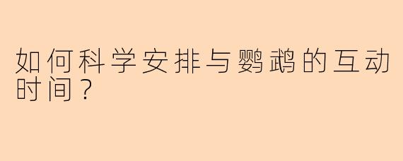 如何科学安排与鹦鹉的互动时间？