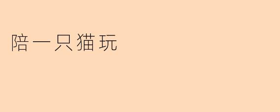 陪一只猫玩