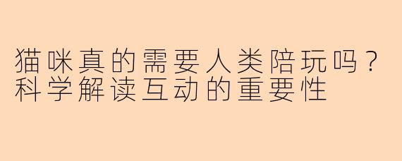 猫咪真的需要人类陪玩吗？科学解读互动的重要性