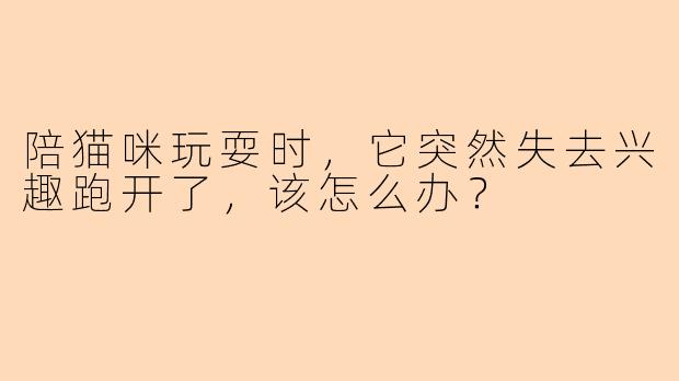 陪猫咪玩耍时，它突然失去兴趣跑开了，该怎么办？
