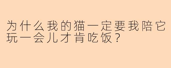 为什么我的猫一定要我陪它玩一会儿才肯吃饭？