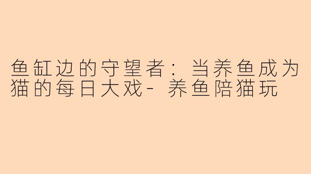 鱼缸边的守望者：当养鱼成为猫的每日大戏-养鱼陪猫玩