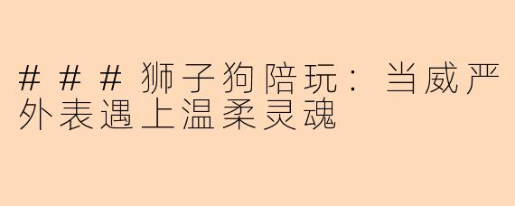 ###狮子狗陪玩：当威严外表遇上温柔灵魂
