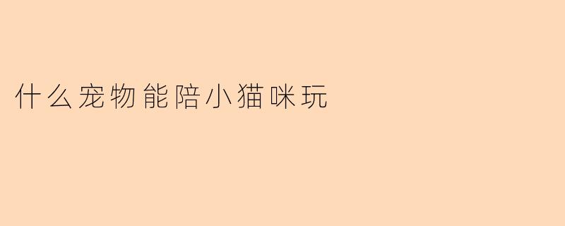 什么宠物能陪小猫咪玩