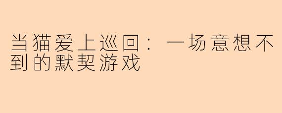 当猫爱上巡回：一场意想不到的默契游戏