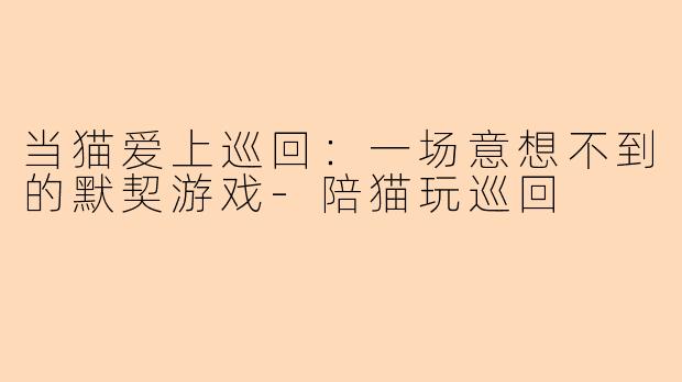 当猫爱上巡回：一场意想不到的默契游戏-陪猫玩巡回