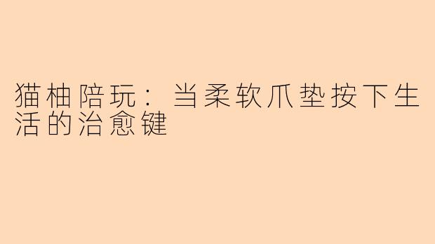 猫柚陪玩：当柔软爪垫按下生活的治愈键