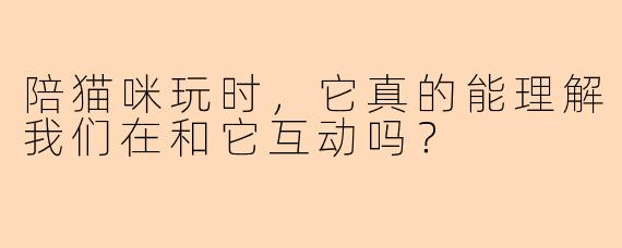 陪猫咪玩时，它真的能理解我们在和它互动吗？