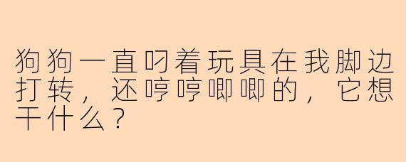 狗狗一直叼着玩具在我脚边打转，还哼哼唧唧的，它想干什么？