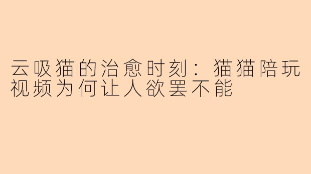 云吸猫的治愈时刻:猫猫陪玩视频为何让人欲罢不能