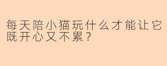 每天陪小猫玩什么才能让它既开心又不累？