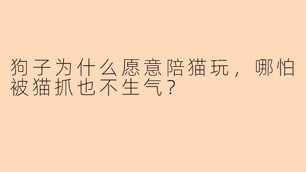 狗子为什么愿意陪猫玩，哪怕被猫抓也不生气？