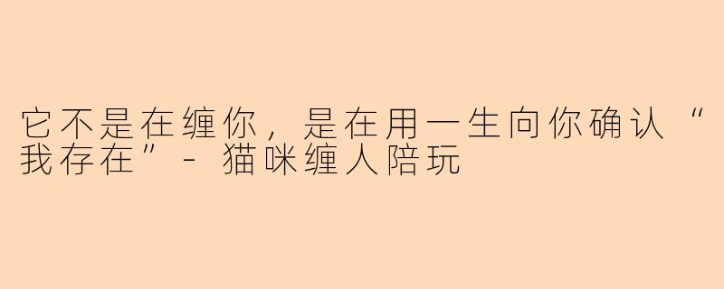 它不是在缠你,是在用一生向你确认“我存在”-猫咪缠人陪玩