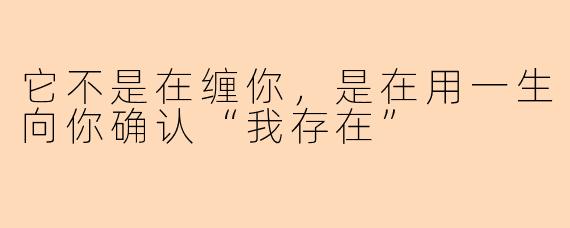它不是在缠你,是在用一生向你确认“我存在”