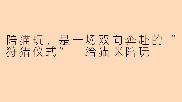 陪猫玩,是一场双向奔赴的“狩猎仪式”-给猫咪陪玩