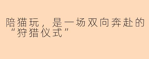 陪猫玩,是一场双向奔赴的“狩猎仪式”