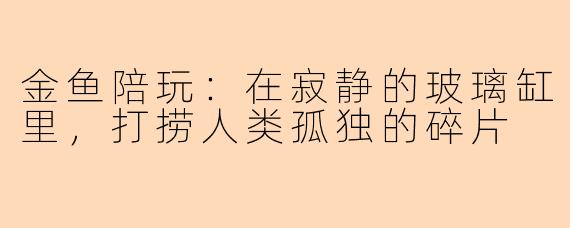 金鱼陪玩:在寂静的玻璃缸里,打捞人类孤独的碎片