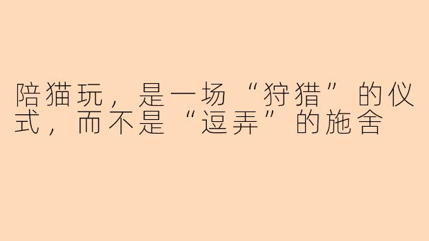 陪猫玩，是一场“狩猎”的仪式，而不是“逗弄”的施舍