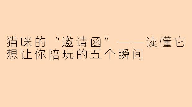 猫咪的“邀请函”——读懂它想让你陪玩的五个瞬间