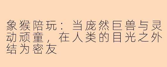 象猴陪玩:当庞然巨兽与灵动顽童,在人类的目光之外结为密友